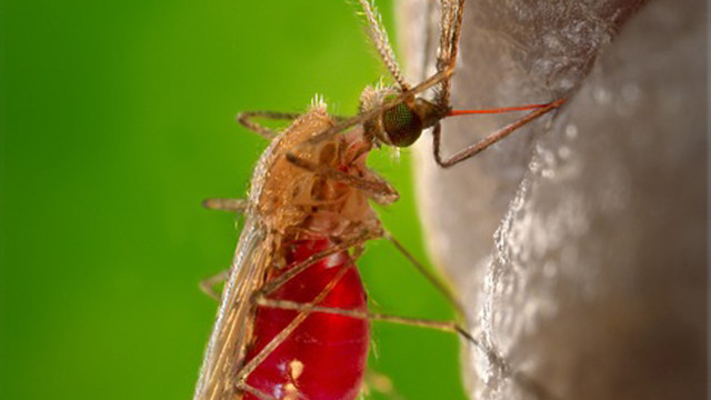 Neglected Tropical Diseases